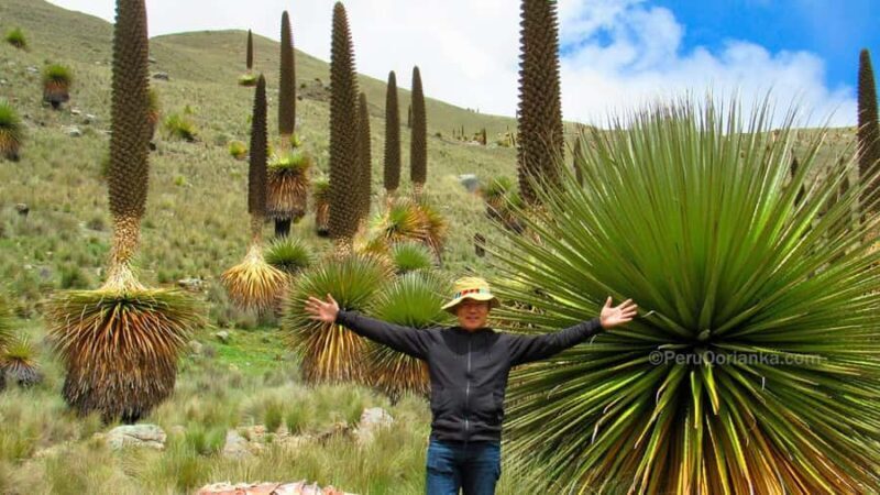 From Ancash: Tour Huaraz with Puya Raymondi 4D/3N - From Ancash: Tour Huaraz with Puya Raymondi 4D/3N — An Authentic Adventure into Peru’s Mountain Heartland
