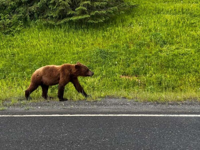 From Anchorage: 6-Day Best of Grand Alaska Highlights Tour - FAQ