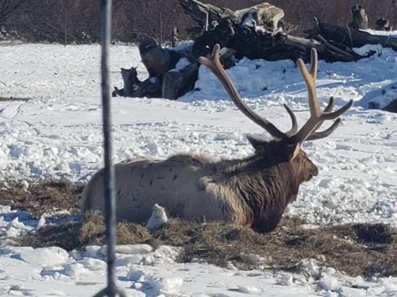 From Anchorage: Alaska Wildlife Center & Turnagain Arm Tour - A Closer Look at the Experience