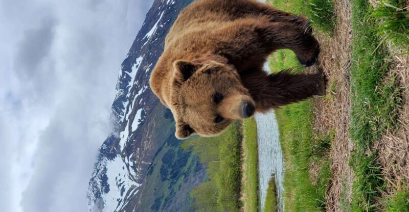 From Anchorage: Wilderness, Wildlife, & Glacier Experience - From Anchorage: Wilderness, Wildlife, & Glacier Experience — A Complete Review