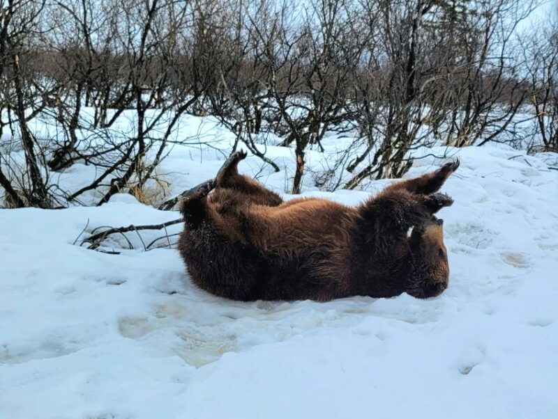 From Anchorage: Wilderness, Wildlife, & Glacier Experience - FAQ