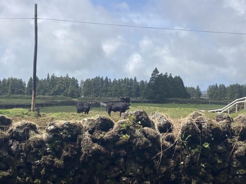 From Angra: Terceira Island Full-Day Tour - Who Will Love This Tour?