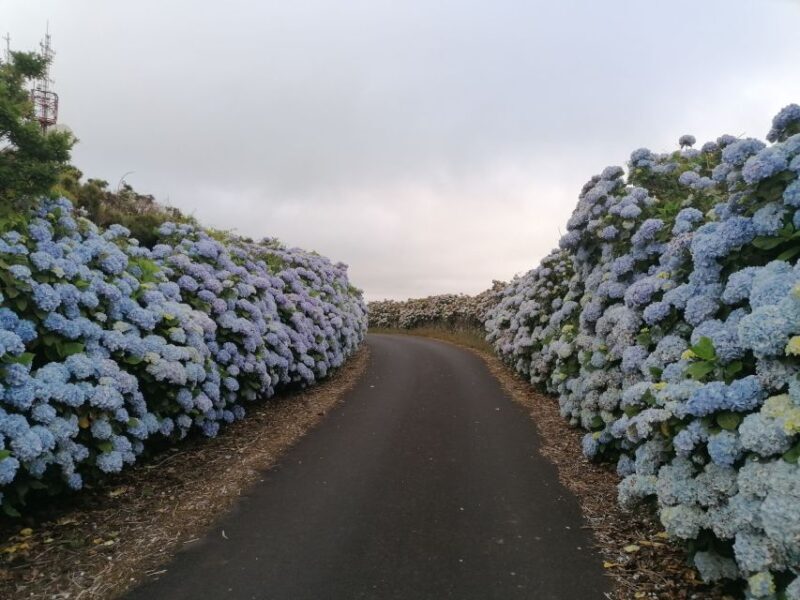From Angra: Terceira Island Half-Day Tour (Shared Tour) - FAQ