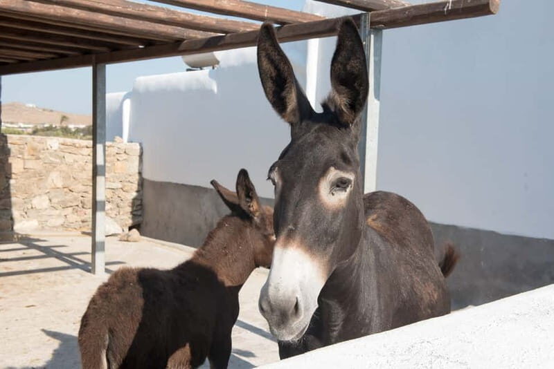 From Ano Mera: Day Tour & Wine Tasting with dinner At A Farm - FAQs
