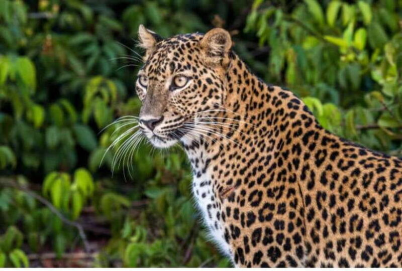 From Anuradhapura: All Inclusive Full Day Safari at Wilpattu - The Sum Up