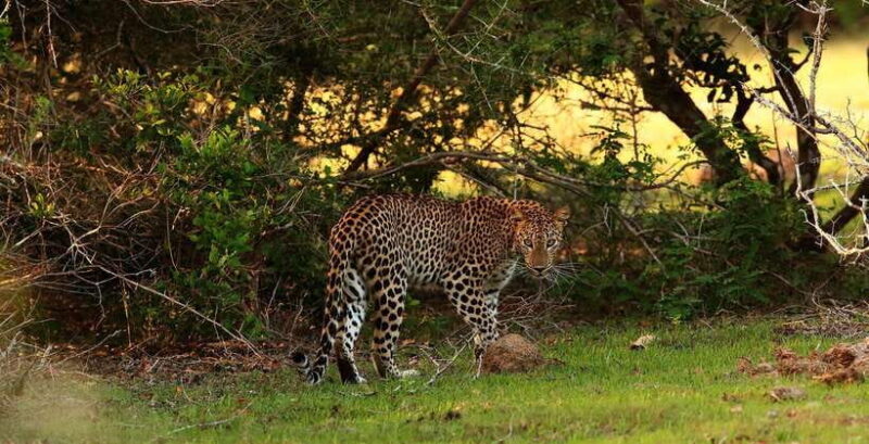 From Anuradhapura: Full Day Wilpattu's Wild Wonders -Private - Why Wilpattu National Park Matters