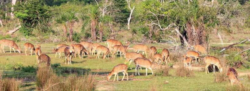From Anuradhapura: Wilpattu National Park Half-Day Safari - Key Points