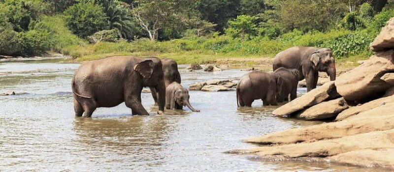 From Anuradhapura: Wilpattu National Park Half-Day Safari - FAQ