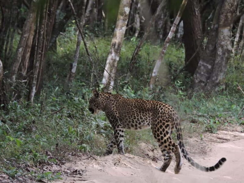From Anuradhapura:Wilpattu Full-Day Wildlife Safari. - The Experience of Wilpattu National Park from Anuradhapura