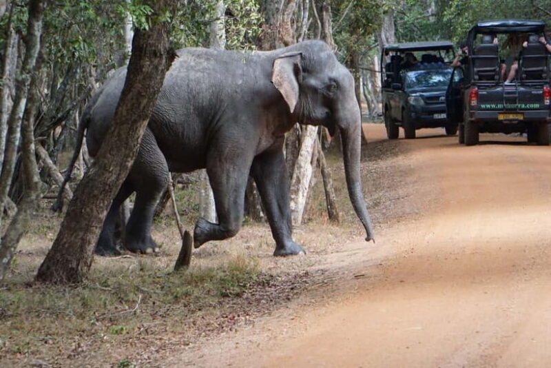 From Anuradhapura:Wilpattu Full-Day Wildlife Safari. - FAQ