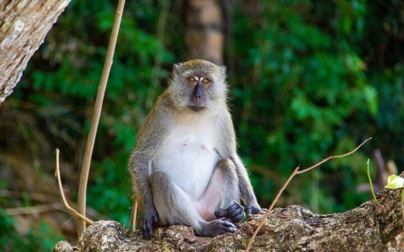 From Ao Nang: Phi Phi Islands Day Tour by Boat with Lunch - Who Will Love This Tour?