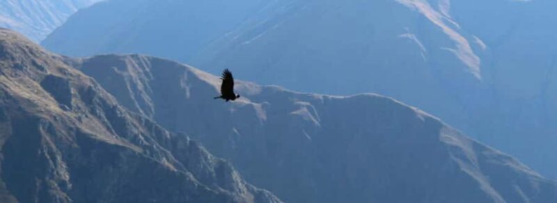 From Arequipa: 1 Day Tour to the Colca Canyon + Buffet lunch - Final Thoughts