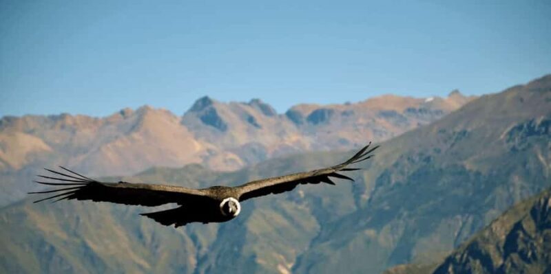 From Arequipa: 2-day excursion to the Colca Canyon + Hotel - The Itinerary: What to Expect