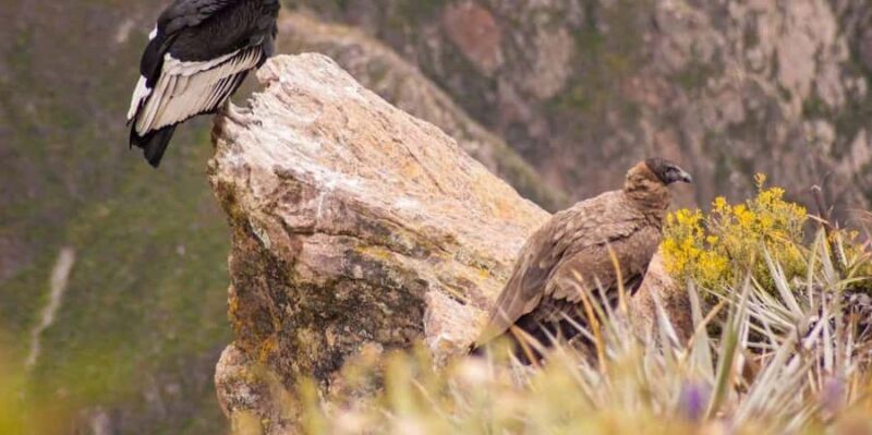 From Arequipa: 2-day trekking through the Colca Valley - FAQ