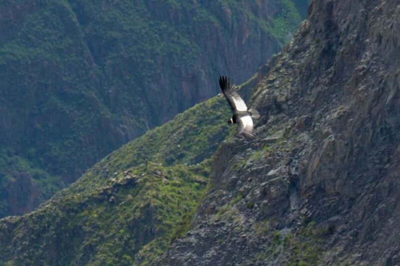 From Arequipa: Colca Canyon 2 days ending in Arequipa - Discovering the Colca Canyon: A 2-Day Adventure from Arequipa