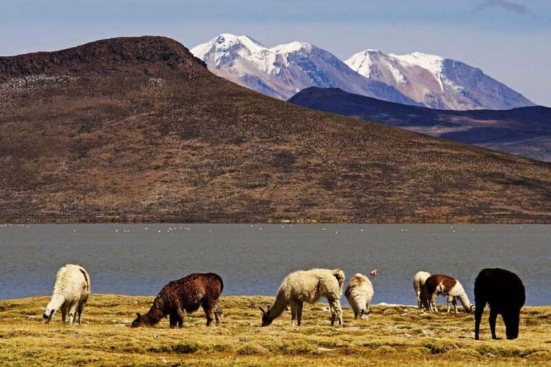 From Arequipa: Colca Canyon 2 days ending in Arequipa - Key Points