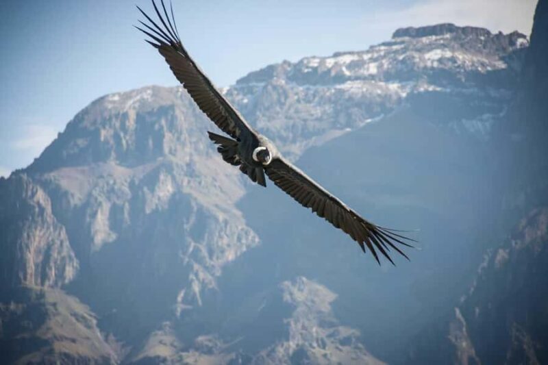 From Arequipa: Colca Canyon 2D Tour with End in Puno - FAQs