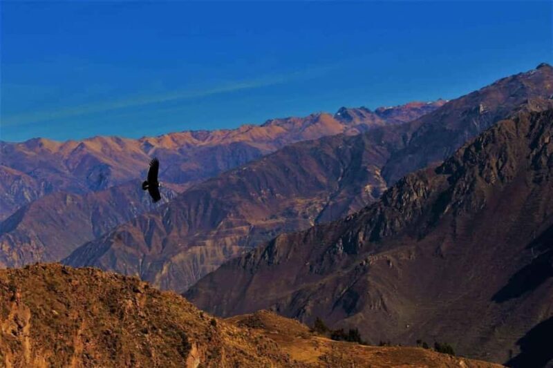 From Arequipa: Colca Canyon Day Trip with Buffet Meals - Overall Value and Practicalities