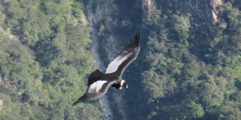 From Arequipa: Colca Canyon Day Trip with Buffet Meals - Key Points