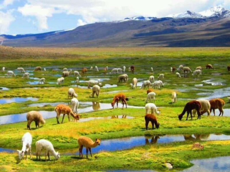 From Arequipa: Colca Canyon Day Trip with Buffet Meals - Key Points