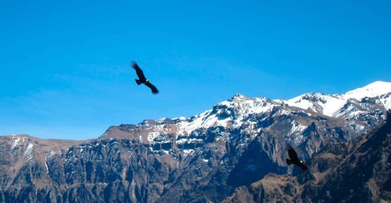 From Arequipa: Colca Canyon Excursion 2D with End in Puno - The Full Experience: What to Expect on This Two-Day Journey