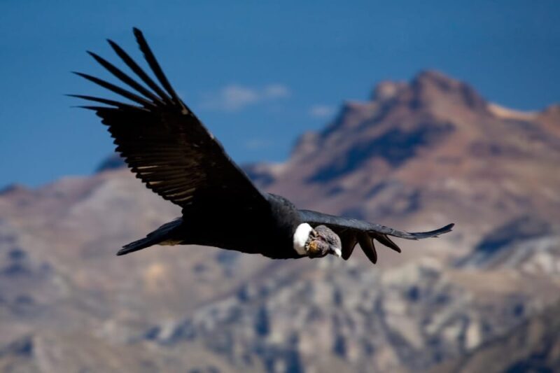 From Arequipa: Colca Canyon Full-Day Guided Tour with Meals - Authentic Experiences and Practicalities