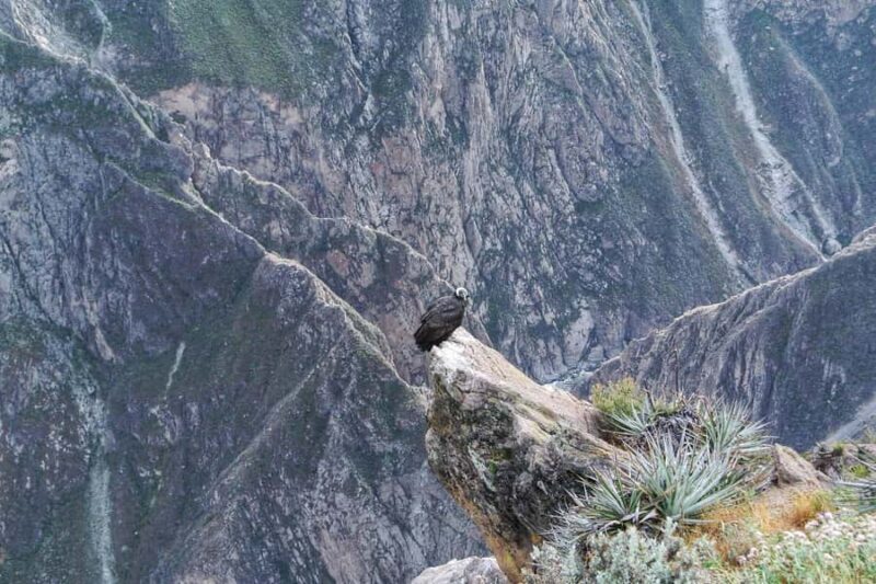 From Arequipa: Colca Canyon Full-Day Tour - From Arequipa: Colca Canyon Full-Day Tour – A Detailed Review