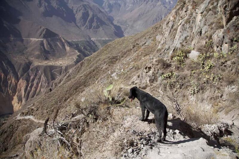 From Arequipa: Colca Canyon Full-Day Tour - Key Points