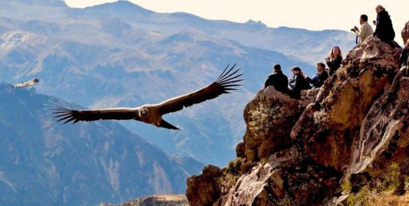 From Arequipa: Colca Canyon Full-Day Tour with Breakfast - Key Points