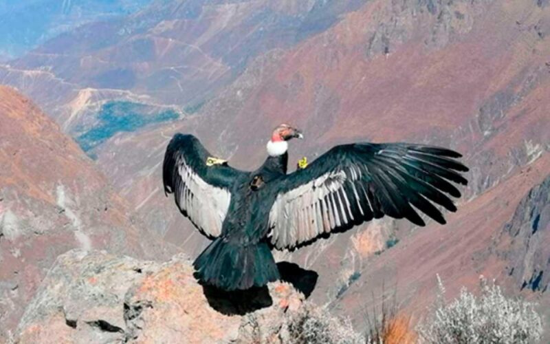 From Arequipa: Colca Canyon + Hotel tour of 2D/1N - FAQ