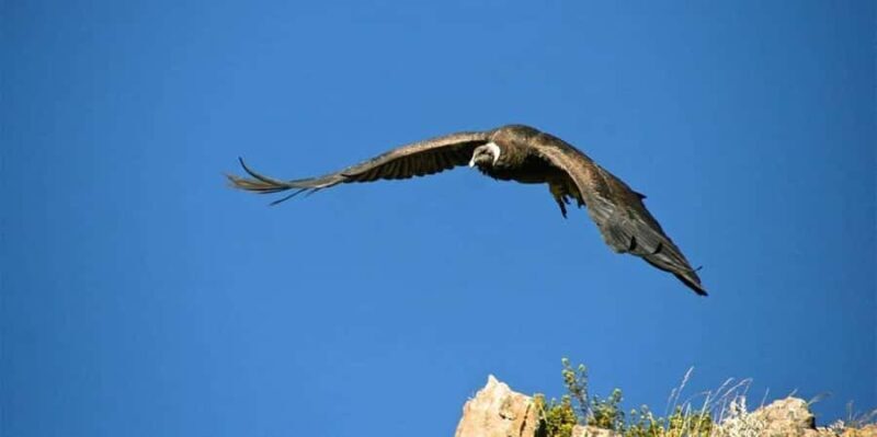 From Arequipa: Colca Valley 2-Days ending in Puno - A Practical Look at the From Arequipa: Colca Valley 2-Day Tour Ending in Puno