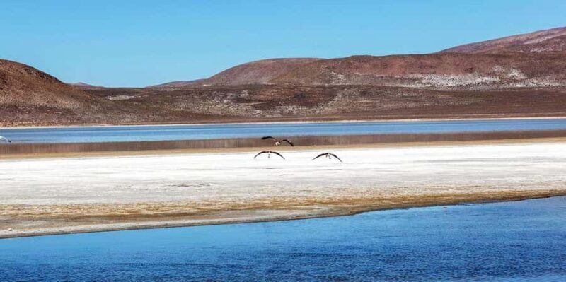 From Arequipa: Excursion to Salinas Lagoon || Full Day | - Pricing and Value
