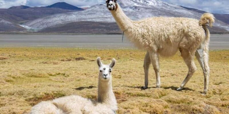 From Arequipa: Excursion to Salinas Lagoon - Stop in Chiguata for Breakfast