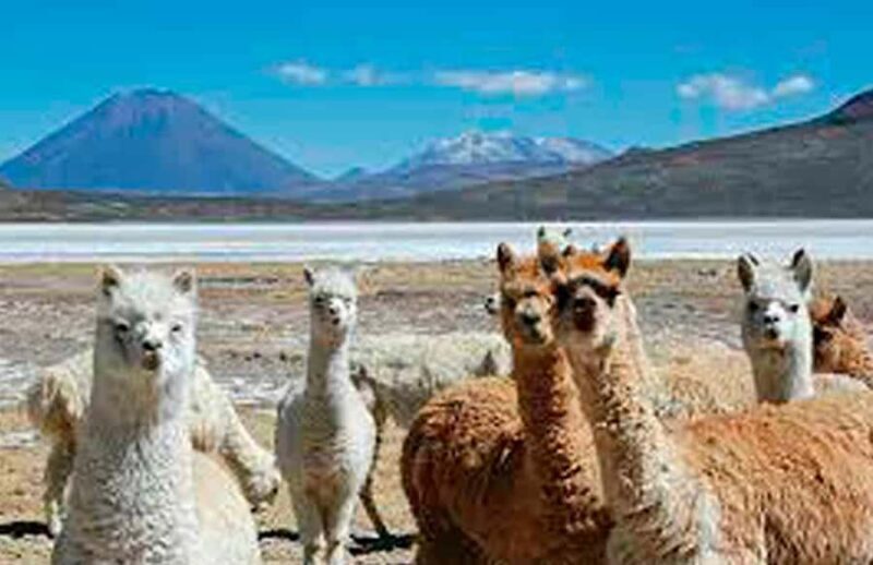 From Arequipa: Excursion to the Salinas Lagoon - Key Points
