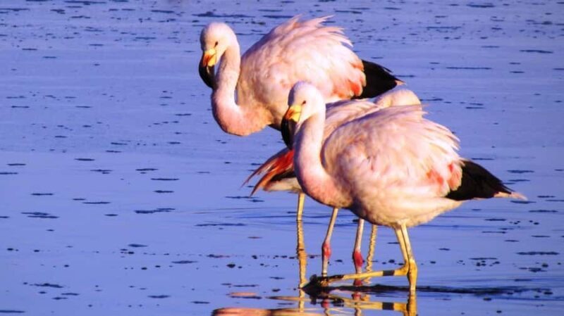 From Arequipa: Excursion to the Salinas Lagoon - Frequently Asked Questions