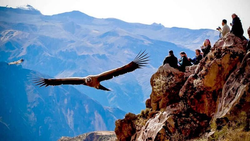 From Arequipa: Full Day Colca Canyon Tour - FAQ
