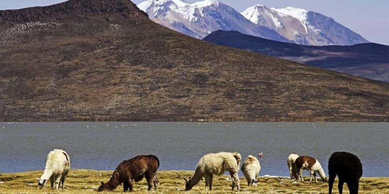 From Arequipa: Full Day Salinas Lagoon Excursion - Key Points