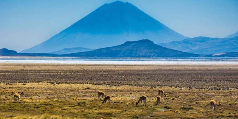 From Arequipa: Full Day Salinas Lagoon Excursion - Who Should Consider This Tour?