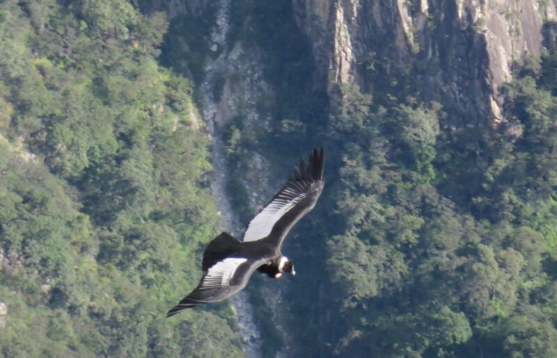 From Arequipa: Full Day Tour of Colca Canyon with Breakfast - Practical Details and Tips for Your Trip