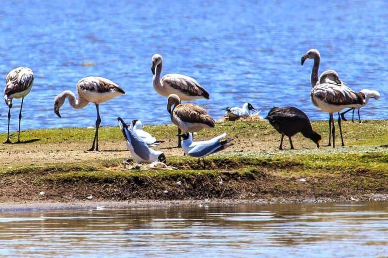 From Arequipa: One Day Trip to Colca Canyon Ending in Puno - FAQ