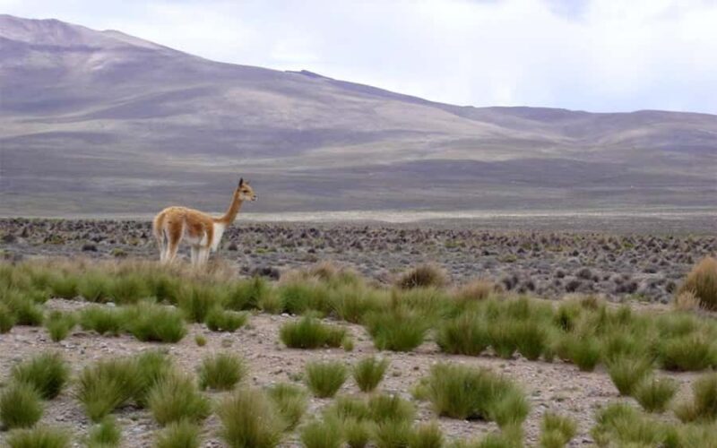 From Arequipa: One Day Trip to Colca Canyon Ending in Puno - Final Summary