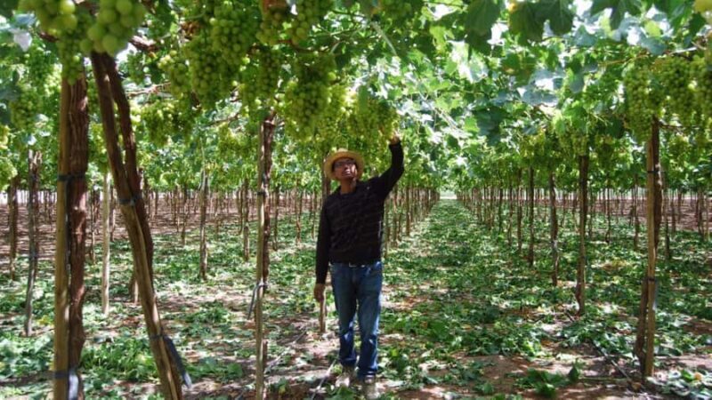 From Arequipa: Pisco and wine tour through the Majes Valley - Key Points