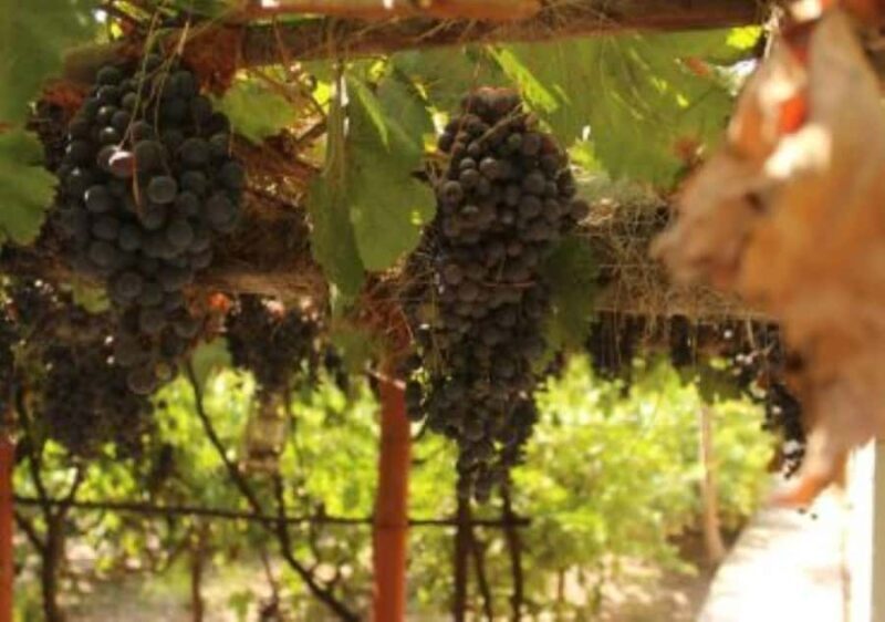 From Arequipa: Pisco and wine tour through the Majes Valley - What This Tour Is Really About