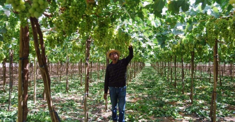 From Arequipa: Pisco and wine tour through the Majes Valley - Who Will This Tour Suit?