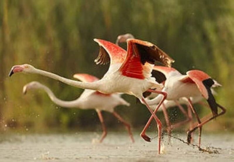 From Arequipa: Salinas Lagoon Full-Day Trip with Hot Springs - A Detailed Look at the Experience