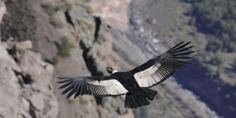 From Arequipa: Tour to Chivay & Colca Canyon - Key Points