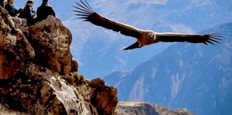 From Arequipa: Tour to Chivay & Colca Canyon - Who Will Enjoy This Tour?