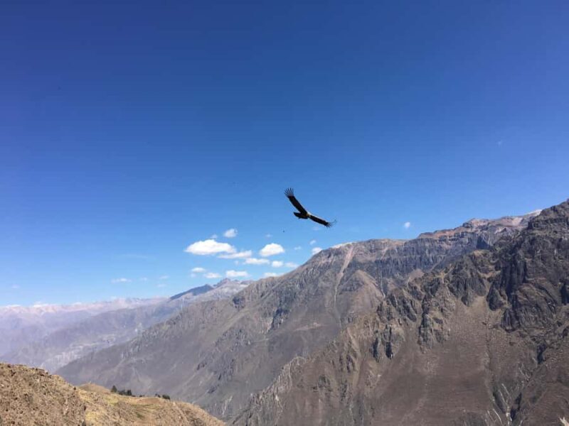 From Arequipa: Tour to Colca Canyon + Transfer to Cusco - A Detailed Look at the Colca Canyon Tour and Transfer