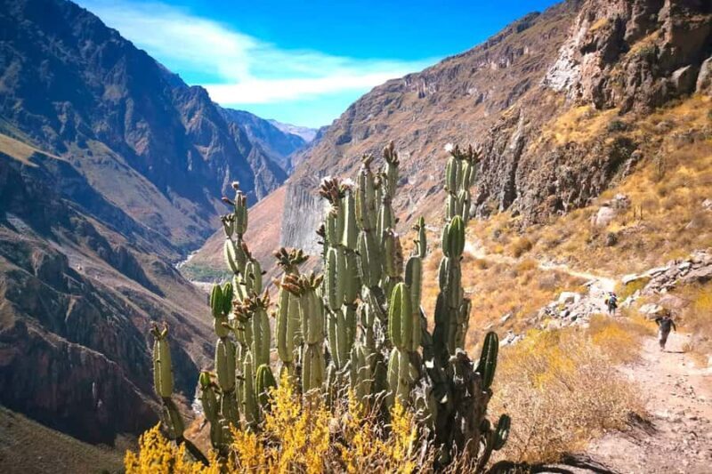 From Arequipa Trek : 2-Days of Hiking in the Colca Canyon - Authenticity and Traveler Feedback