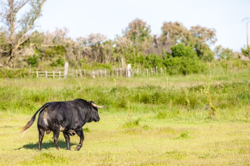 From Arles: Half-Day 4x4 Camargue Safari - The Value of This Experience